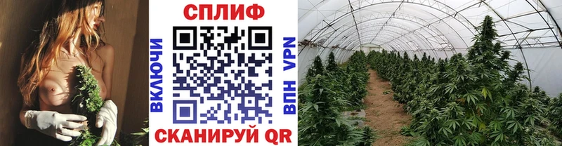 где купить   Домодедово  kraken tor  Бошки марихуана SATIVA & INDICA 